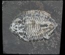 Pseudogygites Trilobite - Ontario #42796-1